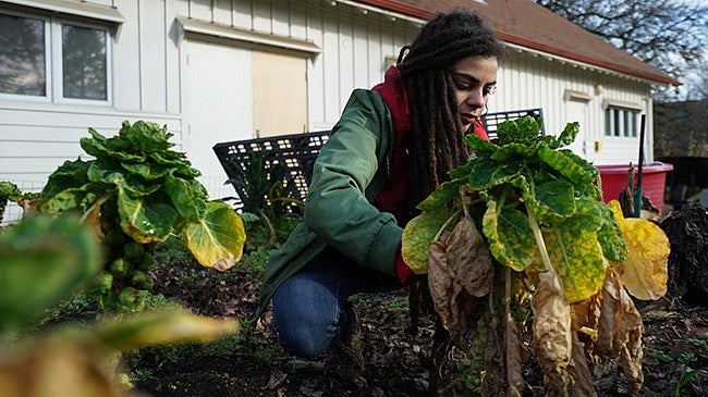 Urban Farm