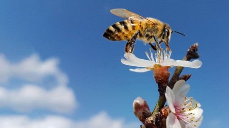 A bee pollinates a flower