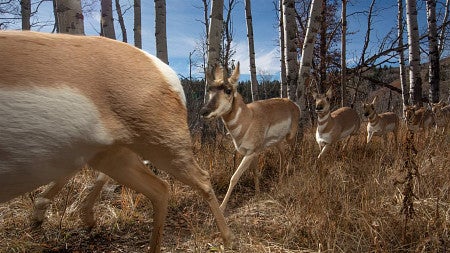 Deer run in the forest