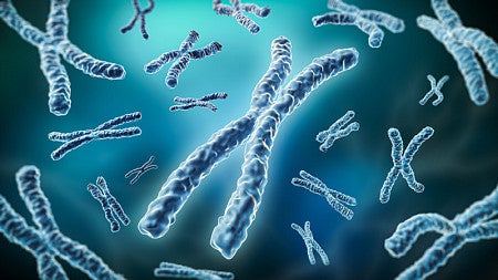 New research shows that aging leads to damage in an important cell division process, which affects fertility. Above: chromosomes.