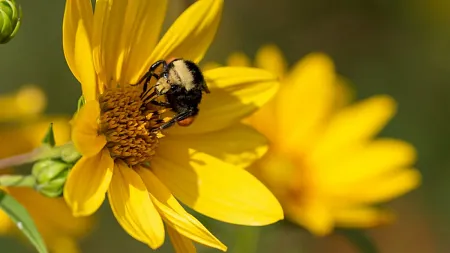 a bee pollinating a flower