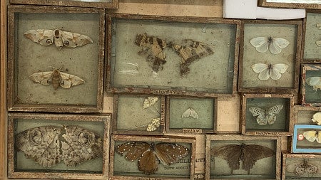 Insect specimens at the Natural History Museum in London