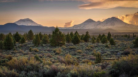 Oregon landscape of trees in foreground and mountains in background