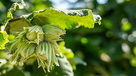 hazelnuts on a tree