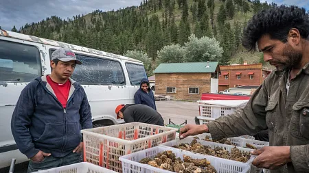 a man sorts mushrooms