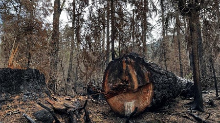 a burned forest