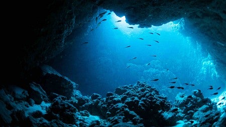 fish swim in a cave