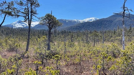 a landscape of forests in Northwest