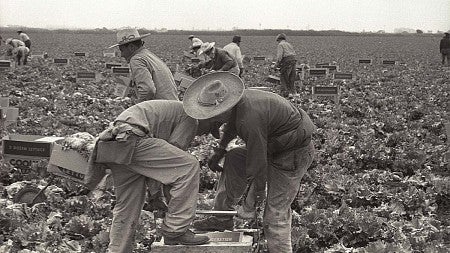 people working on a farm picking fruit
