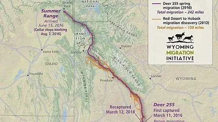 journey of a deer traced over a physical style map