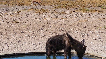 Brown hyena