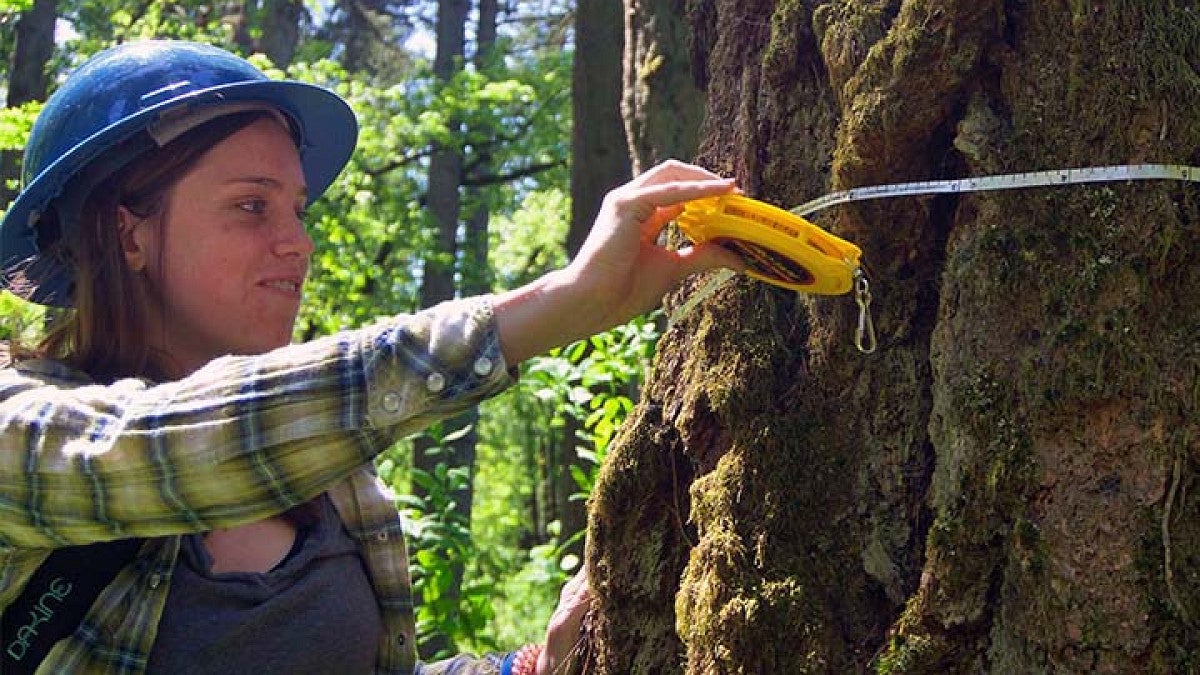 Undergrad student measuring circumference of tree 