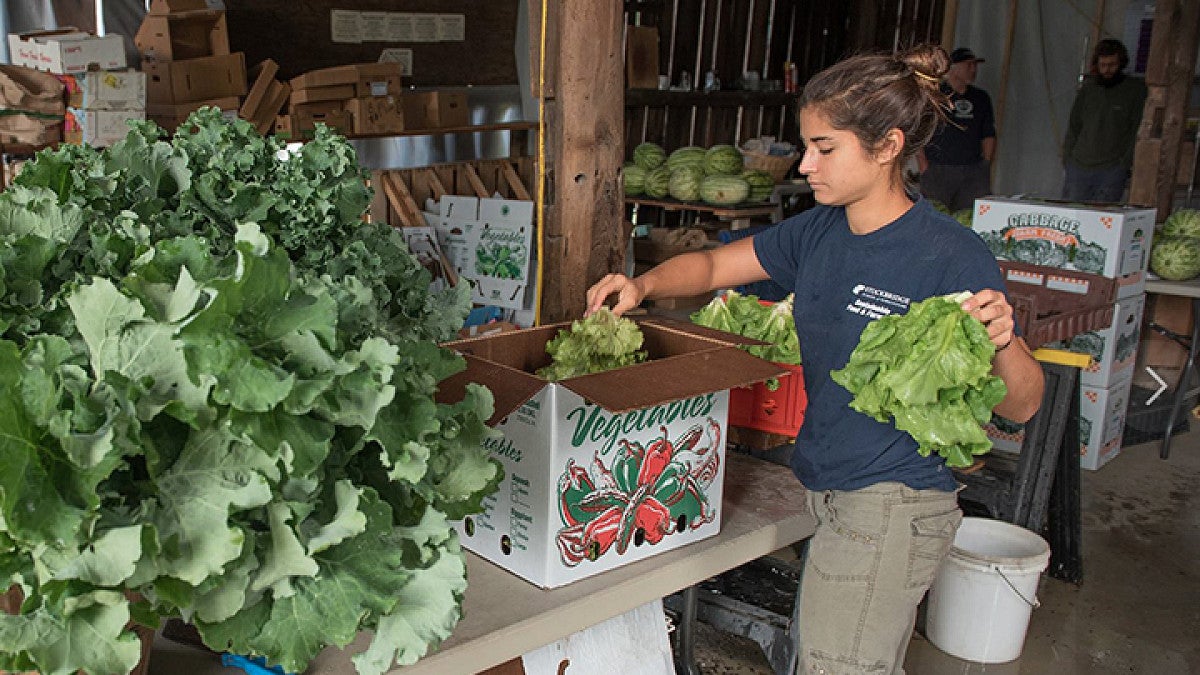 Student boxing lettuce on farm