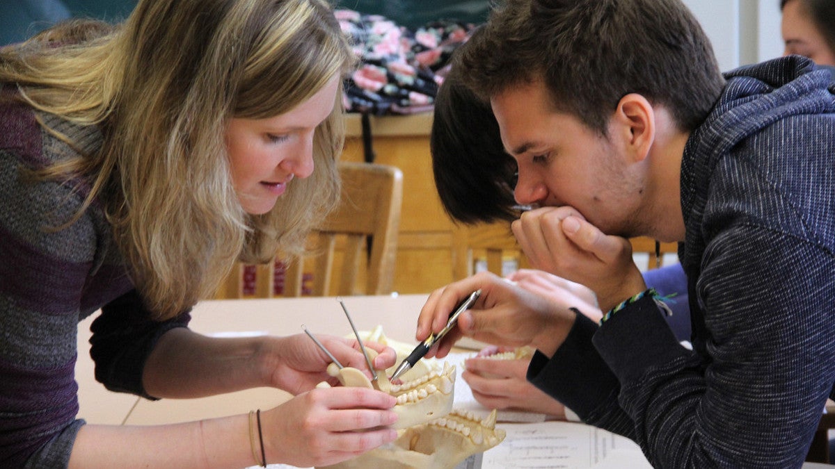 Students look at a skull