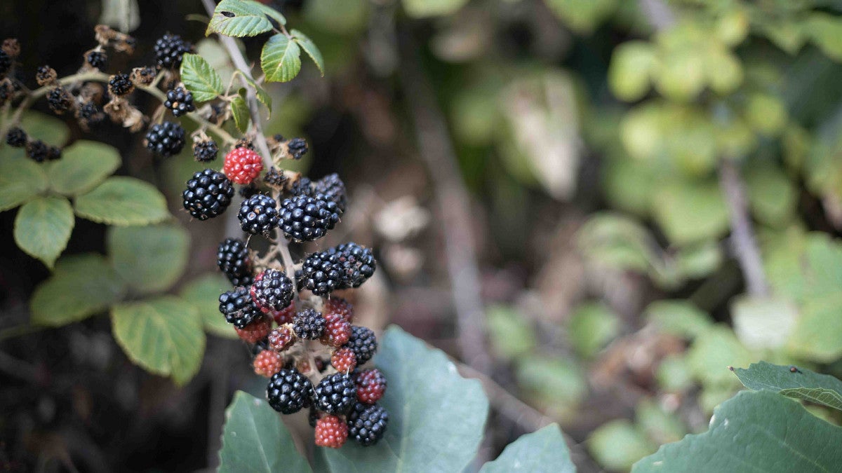 blackberries 