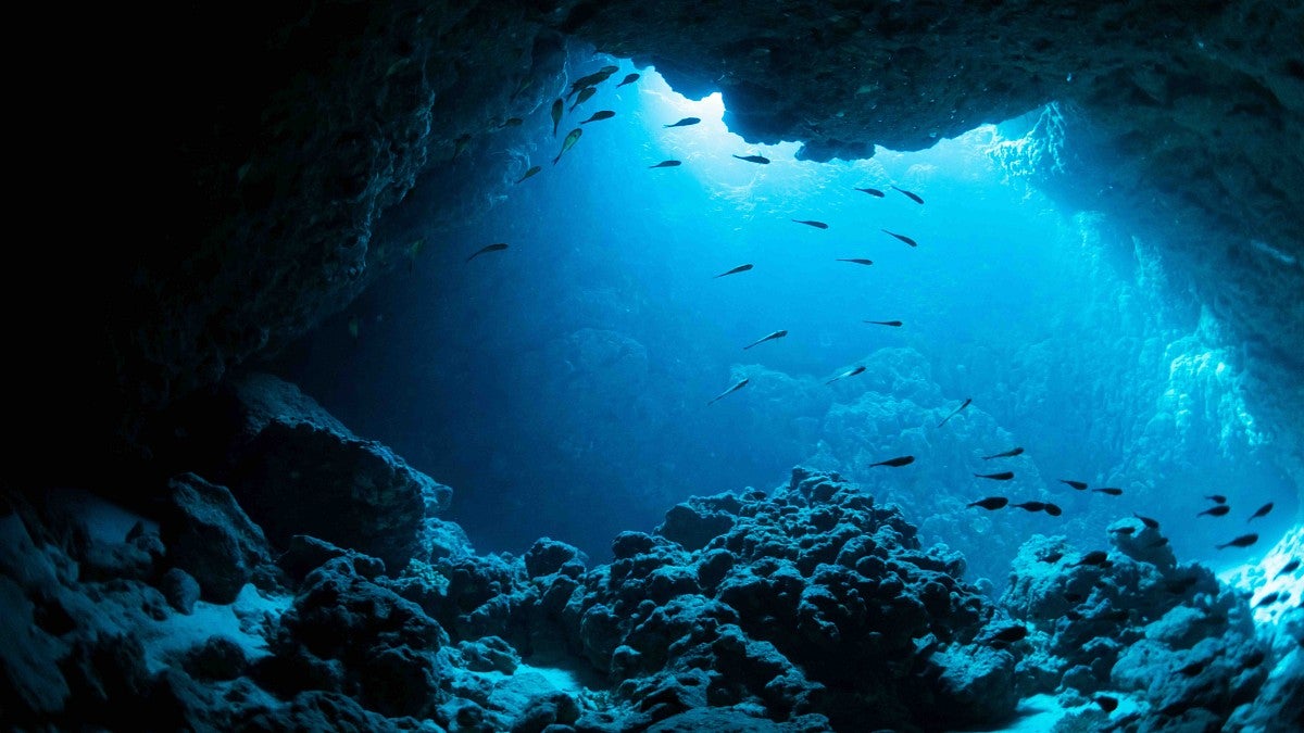 fish swim in a cave