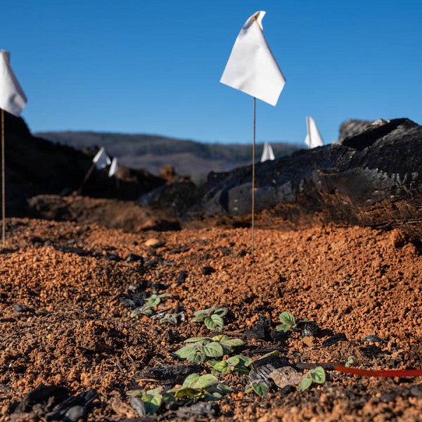 fire ecology research area with white flags marking plants