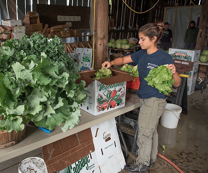 Student boxing lettuce on farm