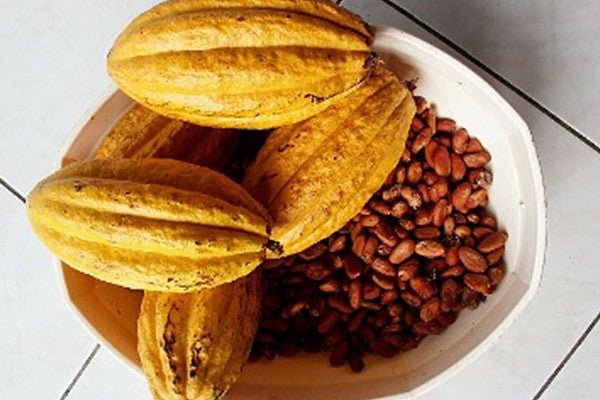 Anthropology Course 223 - Anthropology of Chocolate