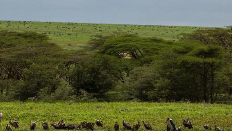 landscape of Tanzania with birds in the foreground