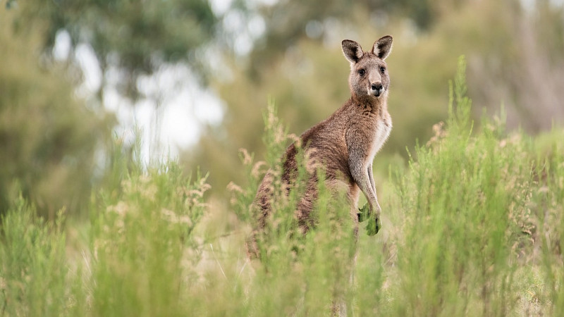 kangaroo standing in field