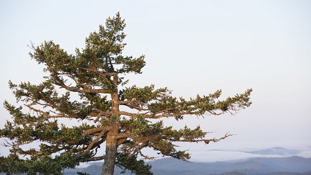 tree with hills in background