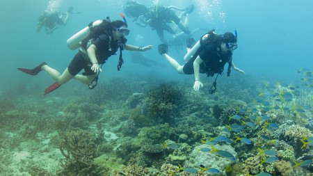 students scuba diving above reef with coral and school of fish