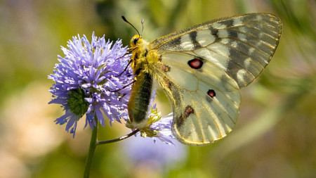 A Yellow butterfly pollinating a flower.