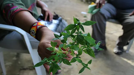 a hand holding a sprig of plants