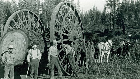 timber workers 