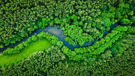 forest and river aerial 