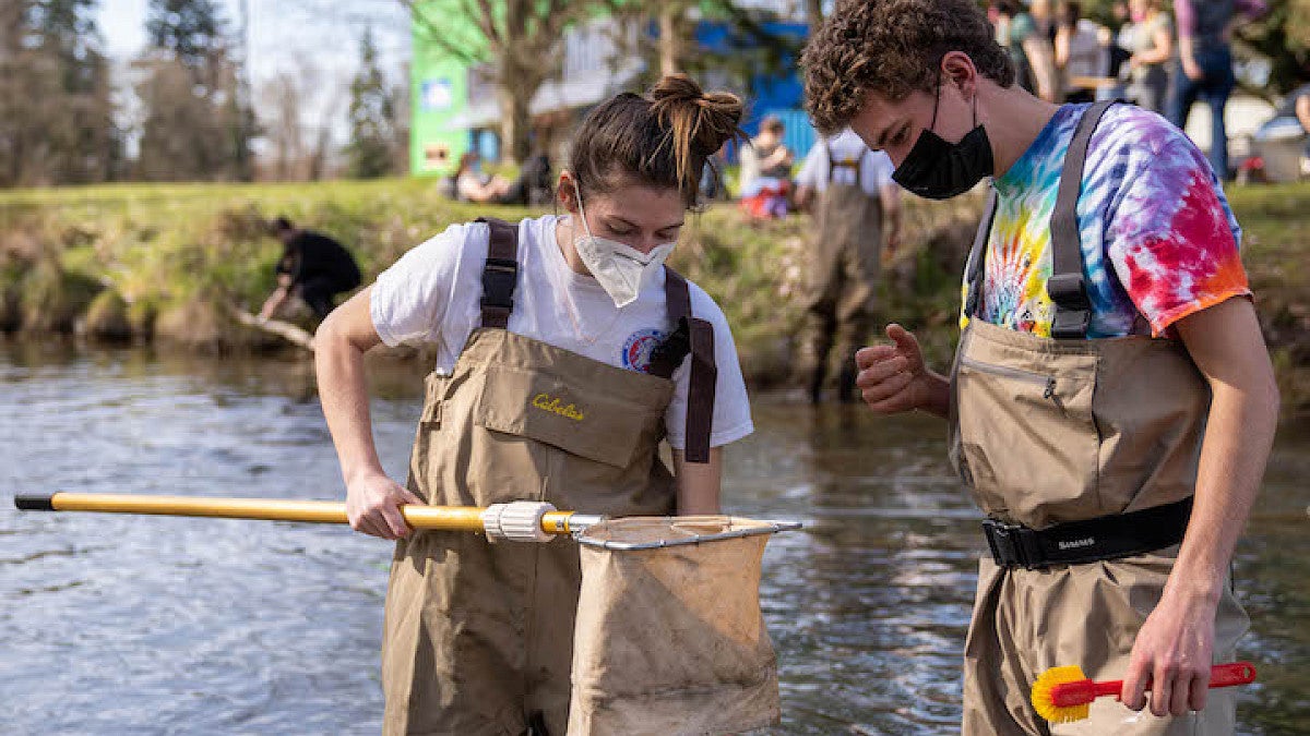 students in waders surveying aquatic macroinvertebrates in stream at Alton Baker park