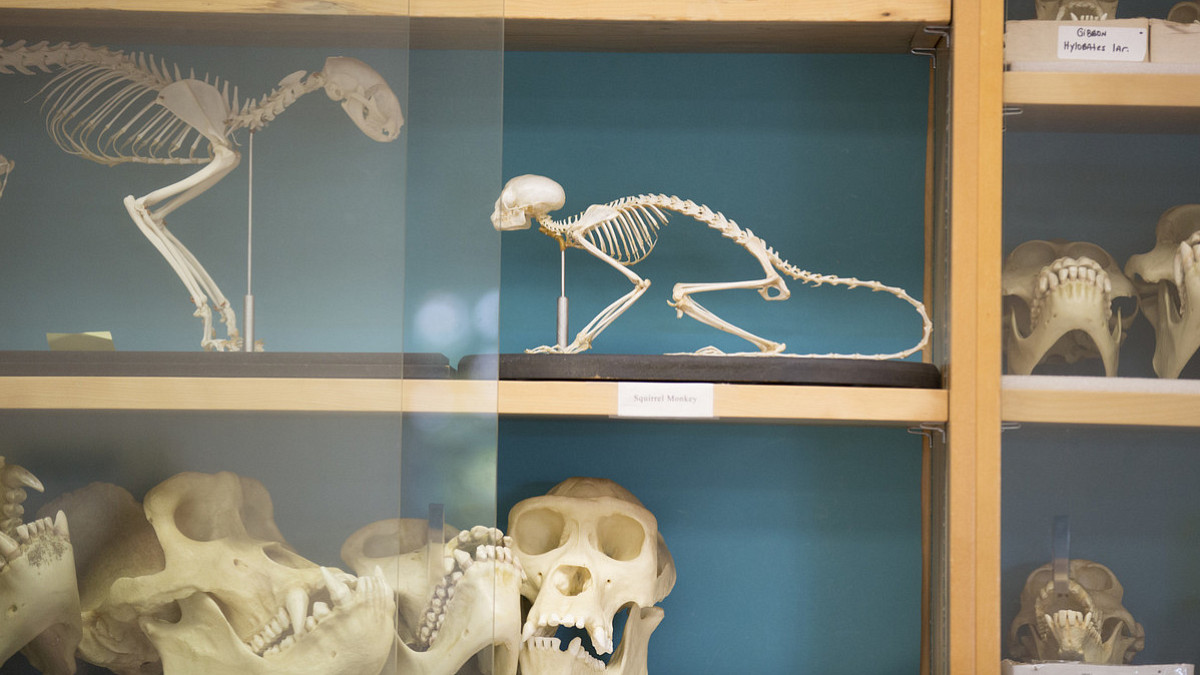 Animal skeletons on a shelf