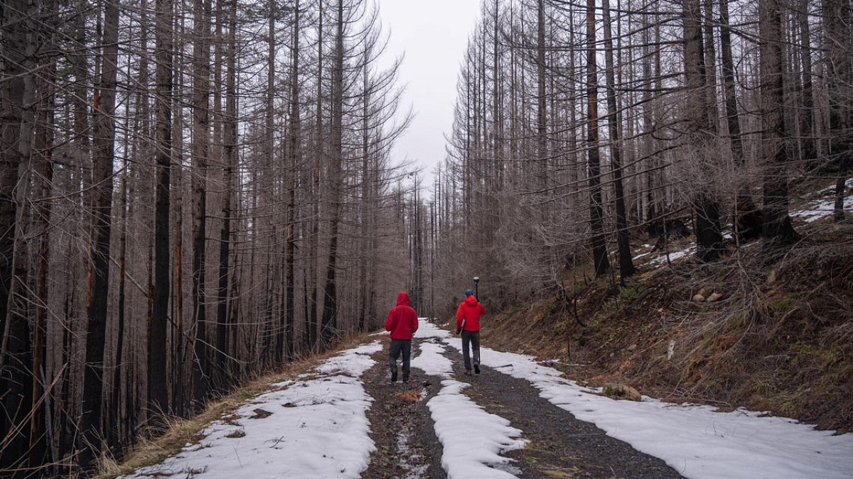 2 people walking in snowy woods